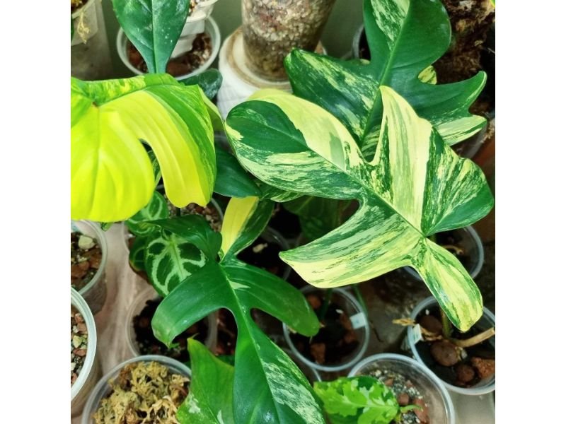 Philodendron Florida Ghost vs Florida Beauty: What’s the Difference?