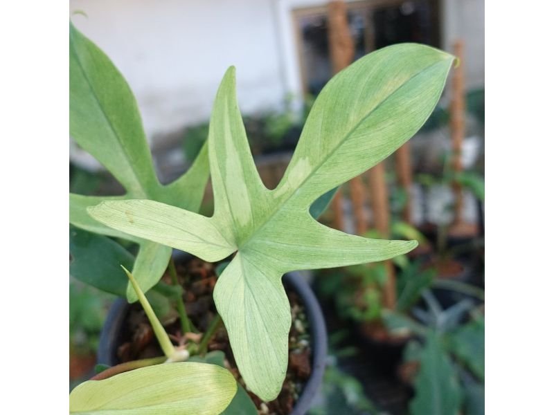 Philodendron Florida Ghost Mint 