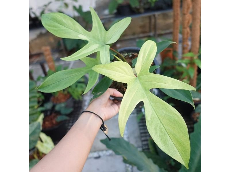 Philodendron Florida Ghost Mint Care