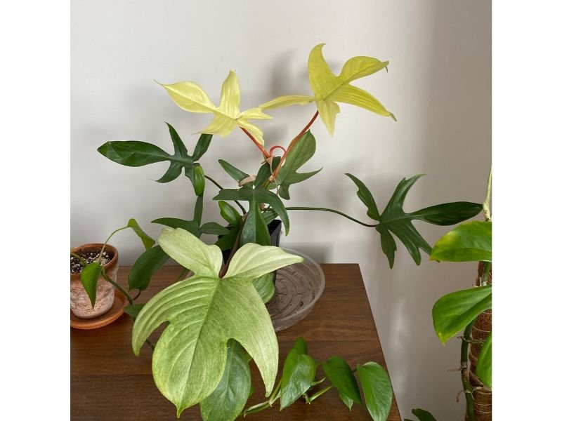 Philodendron Florida Ghost care