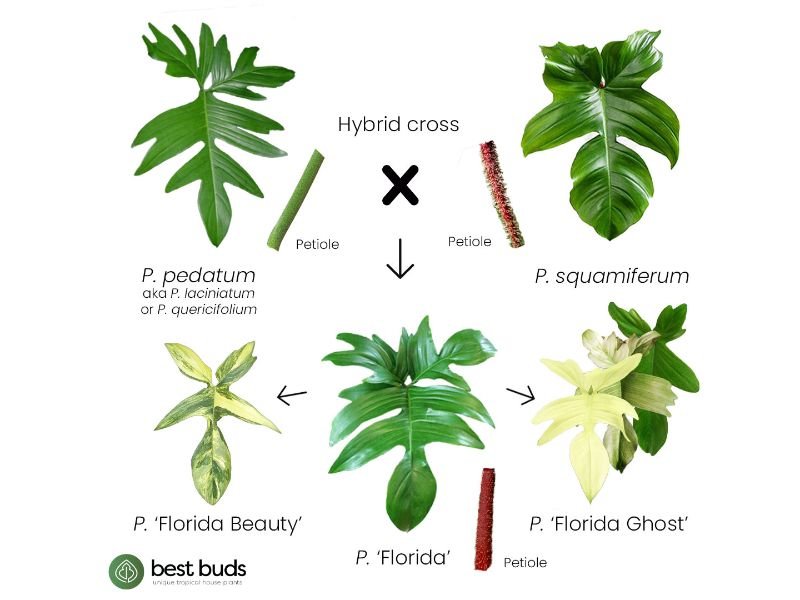 Philodendron Florida 101: How Many Types Of Them