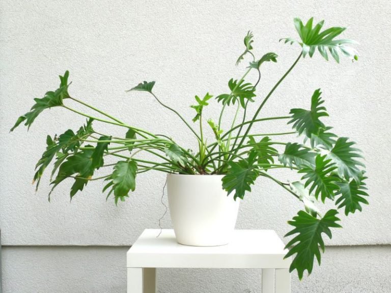 Philodendron Florida Green Garden Style - Harvest Indoor