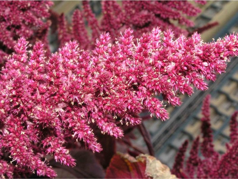 Prince’s Feather red sun plant