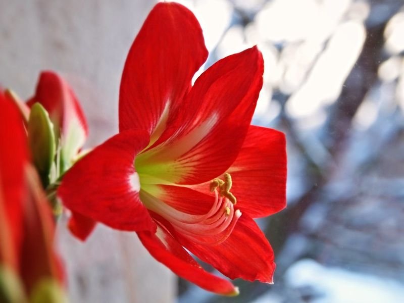 Amaryllis flower symbolizing admiration