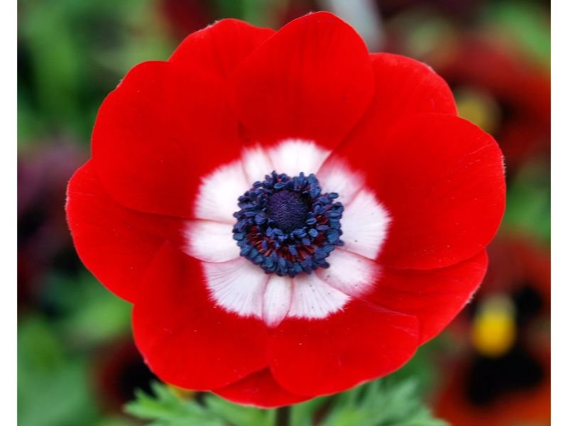 Red Anemone red flowers meaning