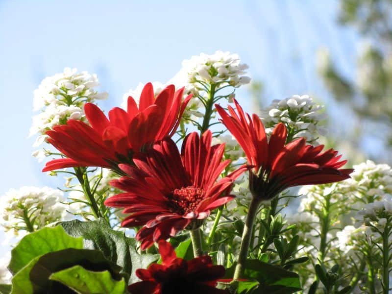 Red Candytuft red flowers for sun