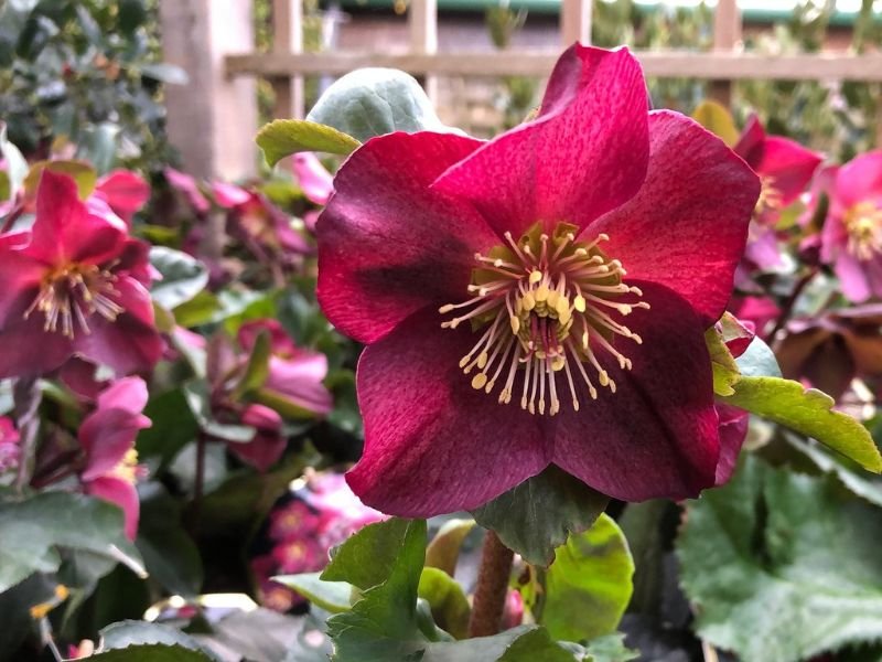 Red Hellebore  red flowers meaning