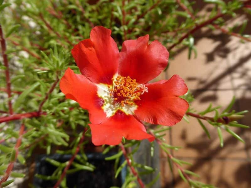 Red Purslane 