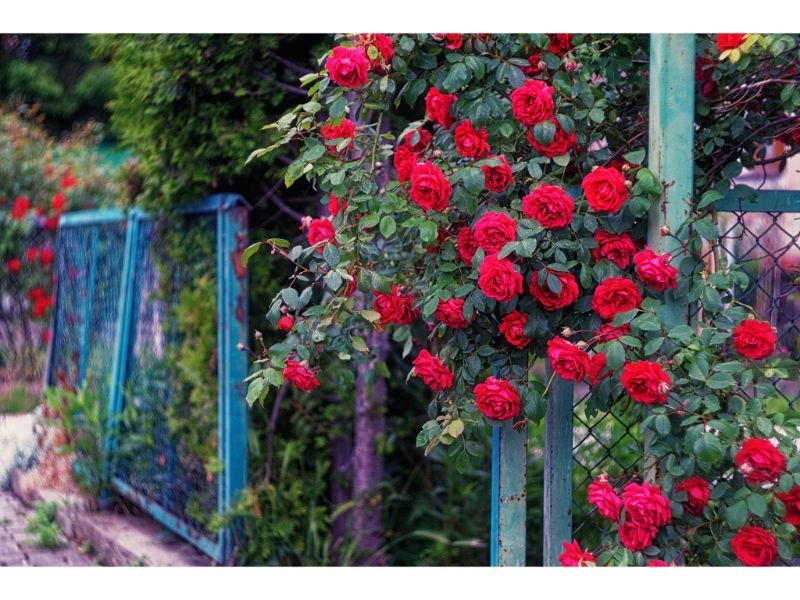 Red Roses perennials 