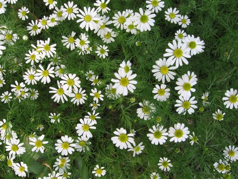 Roman Chamomile flowers that mean purity
