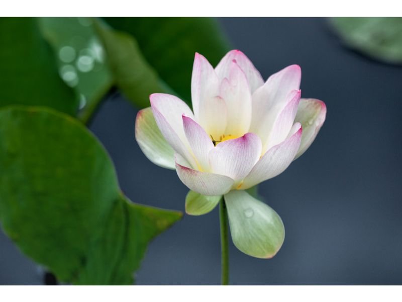 Sacred Lotus flowers that mean knowledge