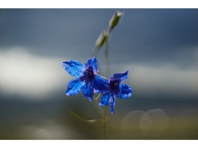 Siberian Larkspur Navy Wedding Flowers 