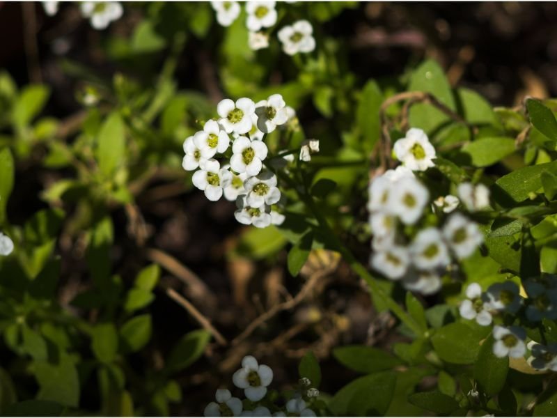 Sweet Alyssum flowers that like wet soil