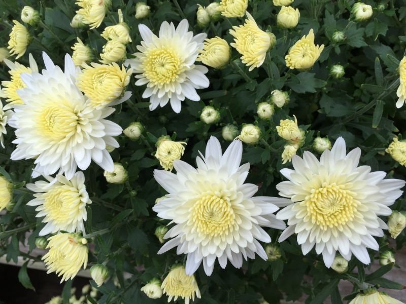 White Chrysanthemum negative flower meanings