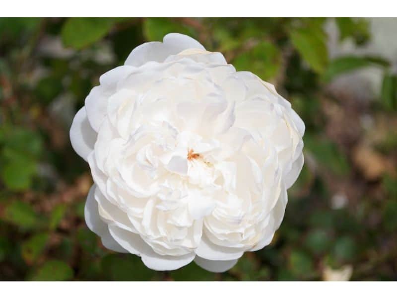 White Rose flowers that have negative meanings