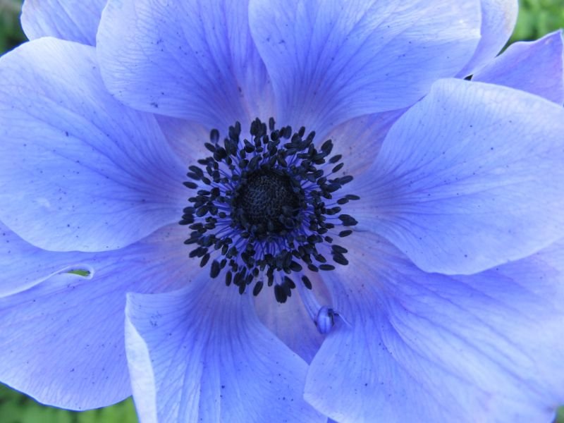 Windflower  anemone 