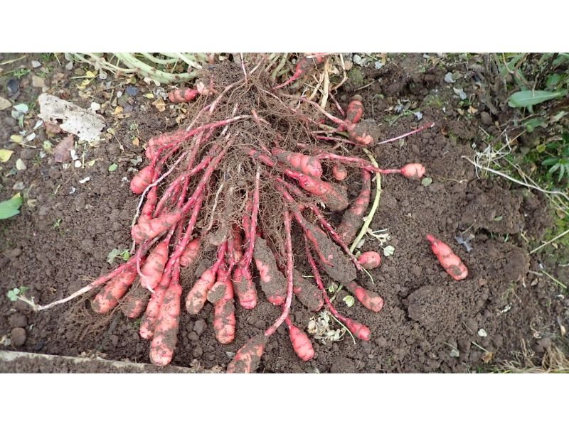 Yams tubers root systems