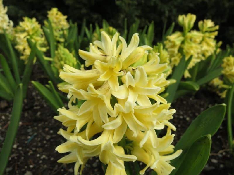 Yellow Hyacinth flowers with negative symbolism
