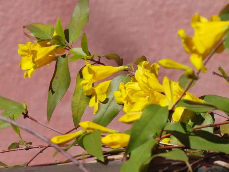 Yellow Jessamine means admiration, affection, friendship, and happiness 