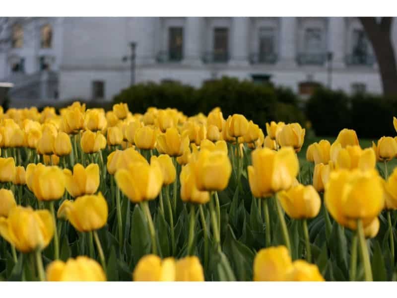 Yellow Tulip flowers with negative meanings