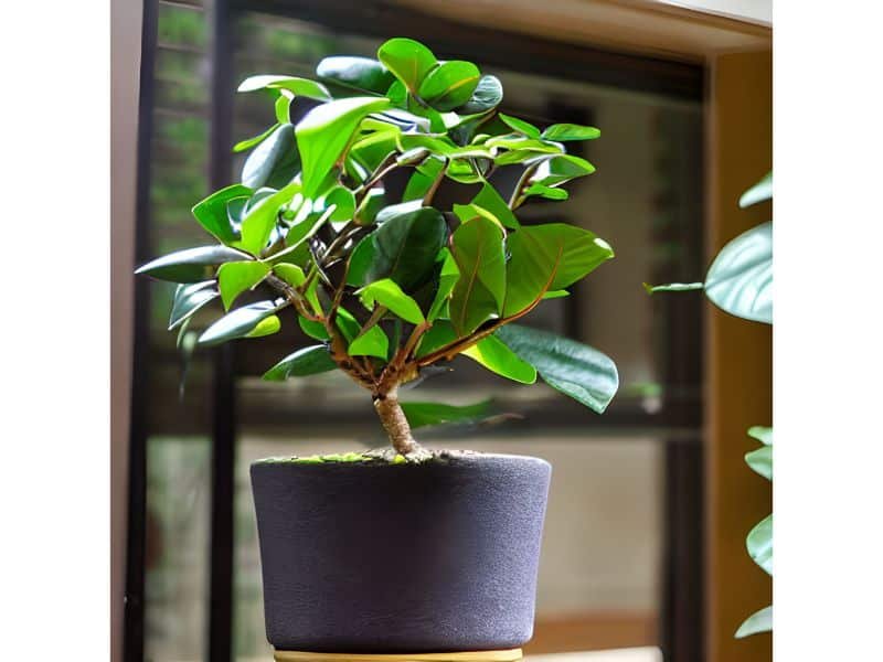 Ficus Robusta Air Purifier Amazing Property