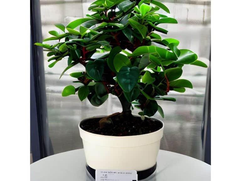 Ficus Robusta Air Purifier Amazing Property - Harvest Indoor