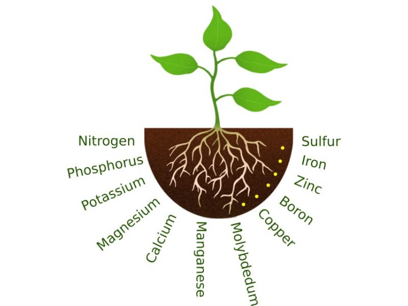 What do roots absorb from the soil