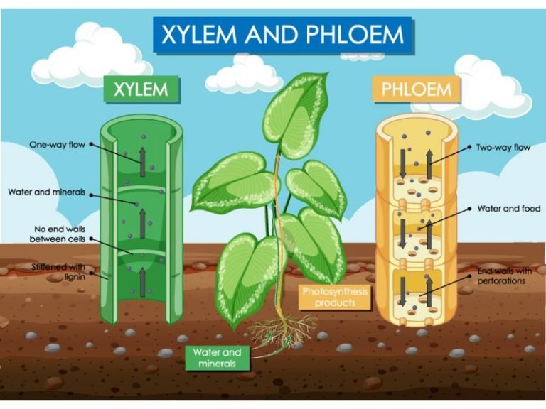 How Do Roots Absorb Water From The Soil? - Harvest Indoor