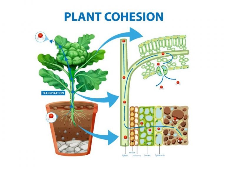 How Do Roots Absorb Water From The Soil? Harvest Indoor