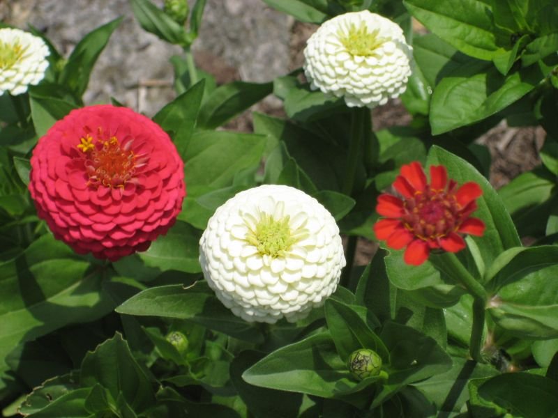 zinnia poms flowers look alike
