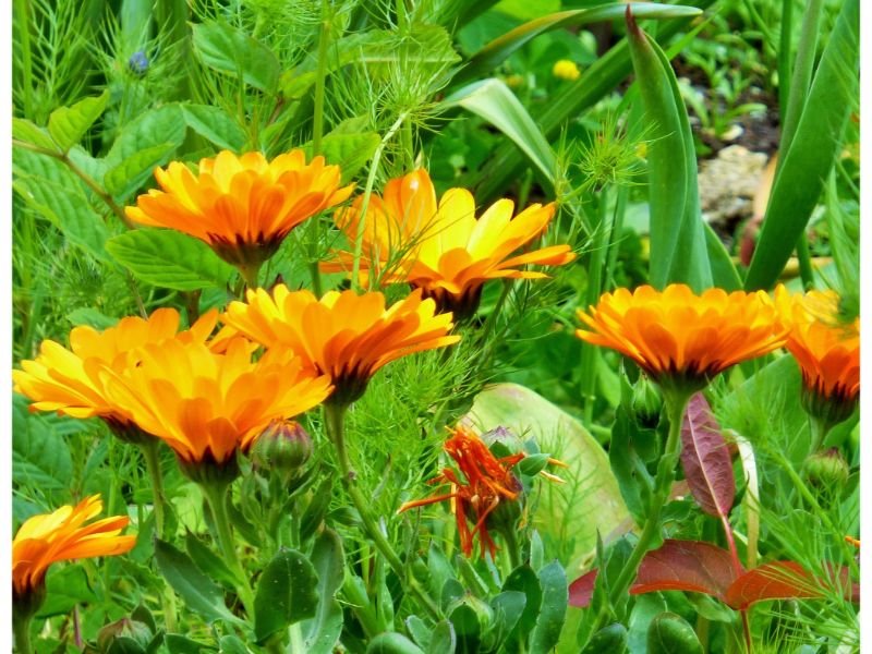 African Marigold  flowers that like clay soil