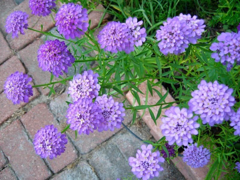 Annual Candytuft