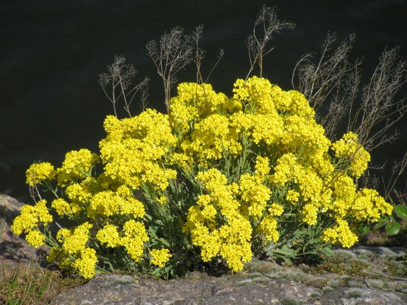 flowers that like sandy soil Basket of Gold (Aurinia saxatilis)