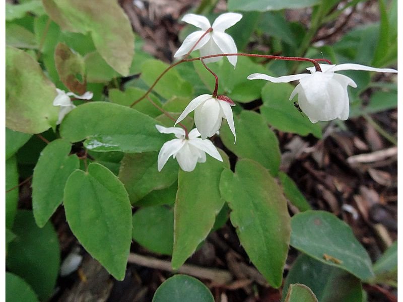 7 White Flowers Drought Tolerant Plants