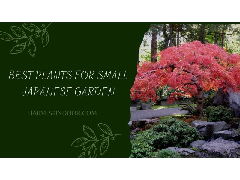 Best Plants For Small Japanese Garden