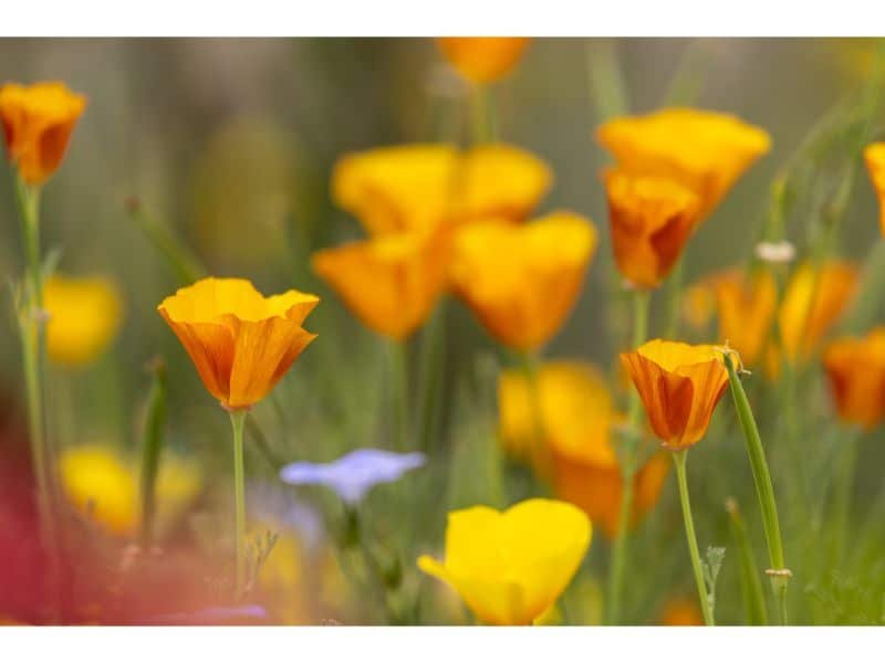 California Poppy represent the gold rush era in California and also can be seen to imply peace.