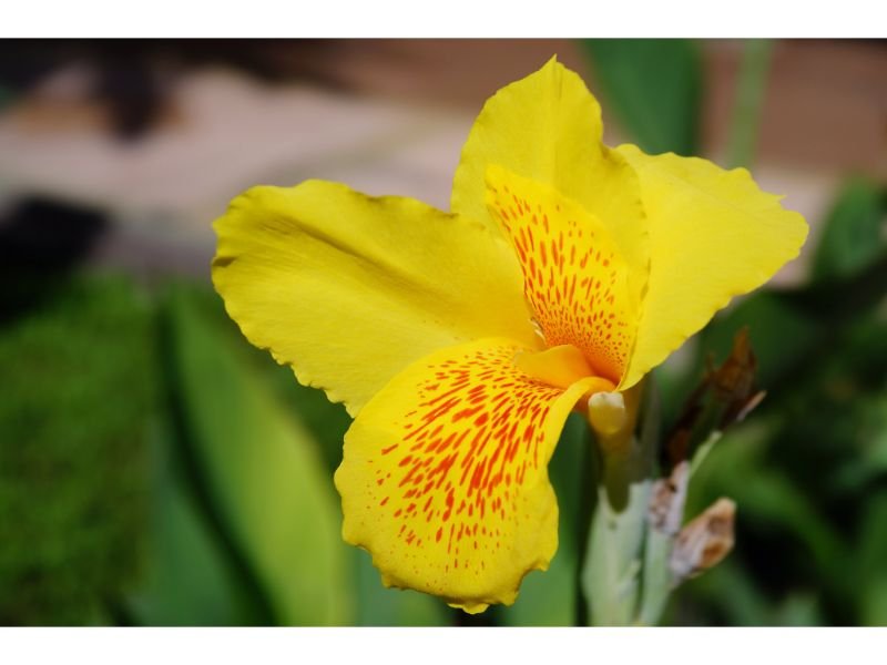 Canna Lily is often associated with many positive meanings, from glory and perfection to beauty and protection. 