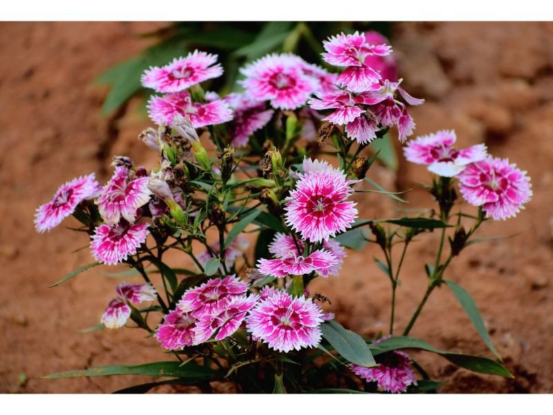 China Pink Dianthus japanese container plants