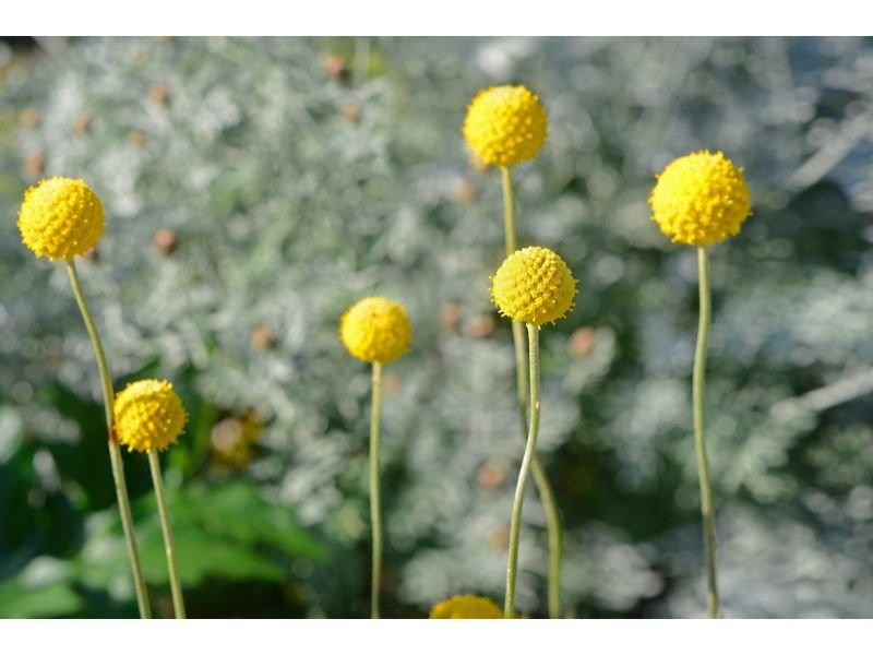 Craspedia globosa 'Drumstick' yellow flowers with pompom shapes