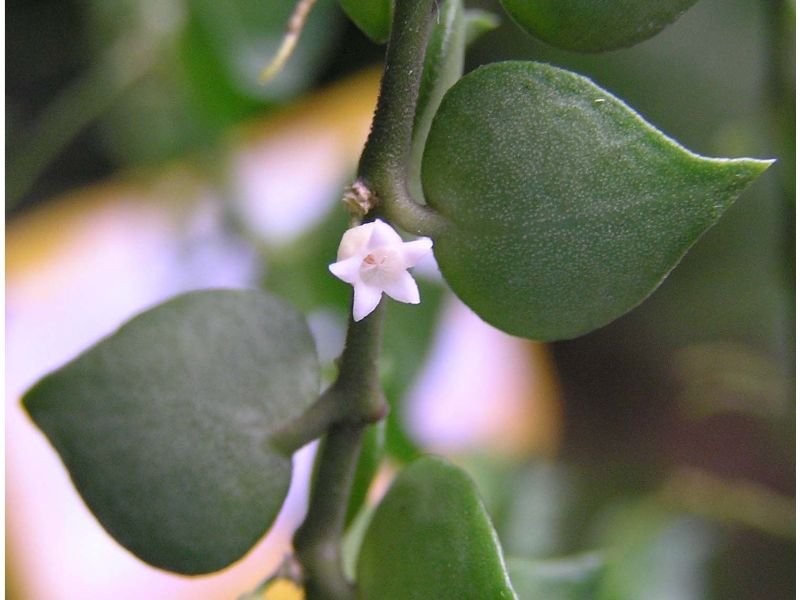 Dischidia ruscifolia thick fleshy stems which contain an abundance of sugar-filled sap