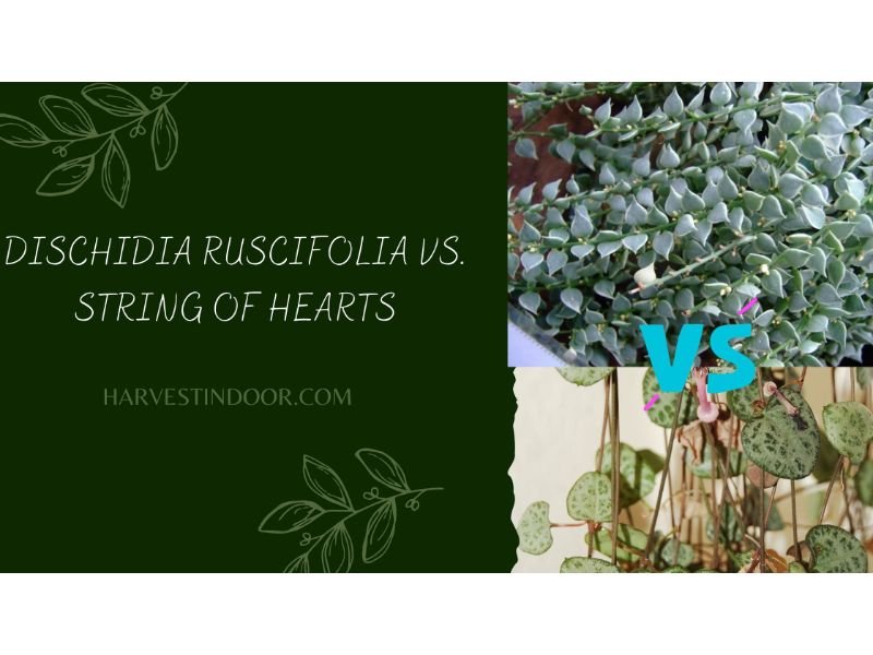 Dischidia Ruscifolia vs. String of Hearts