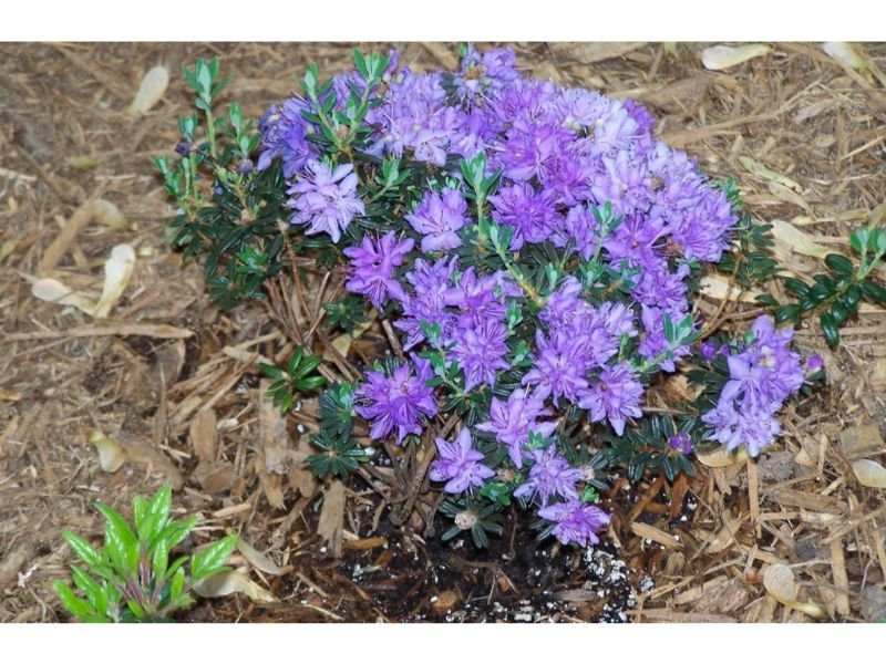 Dwarf Purple Rhododendron best plants for small japanese garden