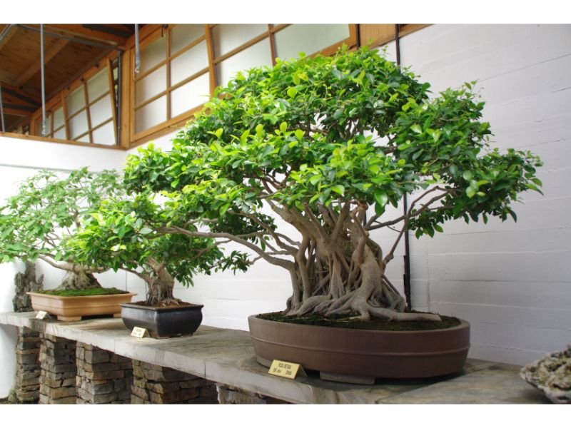 bonsai garden japanese 