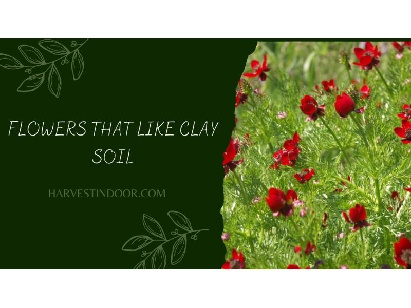 Flowers That Like Clay Soil