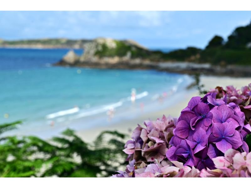 French Hydrangea grow by the beach 