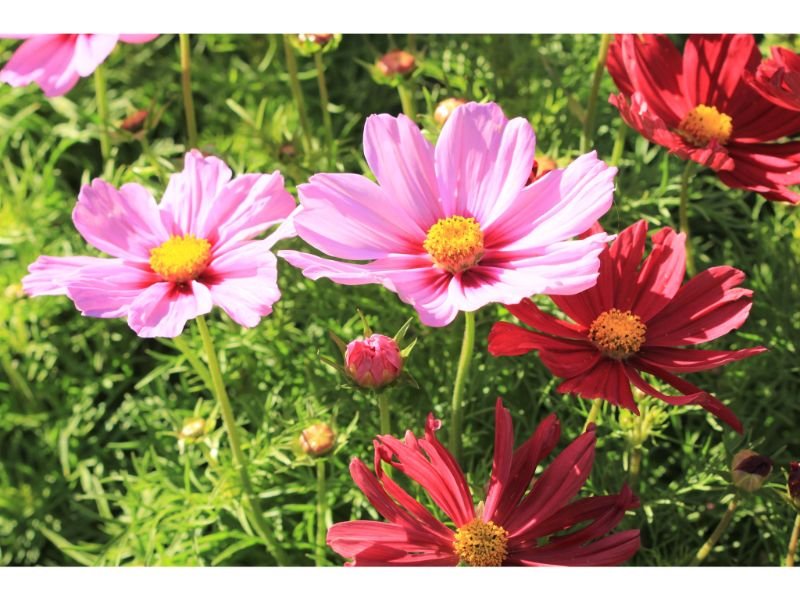 Garden Cosmos plants that like sandy soil and sun