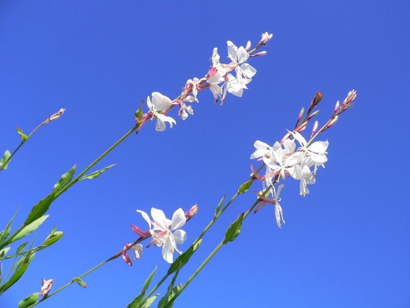 white flowers drought tolerance plants