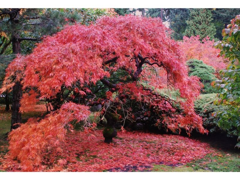 Japanese Laceleaf Maple (Acer palmatum var. dissectum)