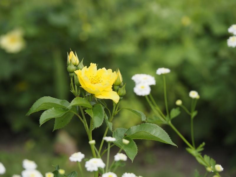 yellow shrub rose variety - Lemon Fizz (Rosa ‘Lemon Fizz’)