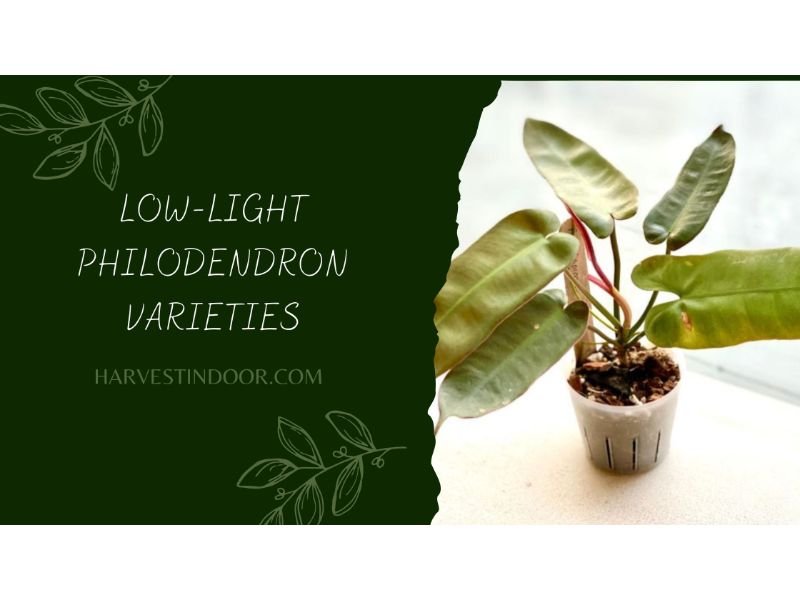 Low-light Philodendron Varieties